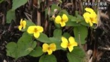 阿蘇の草原でキスミレが見頃迎える【熊本】