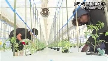 「おいしいトマトを全国の皆さんに届けたい」八代市鏡町で苗の植え付け【令和8年熊本地震】