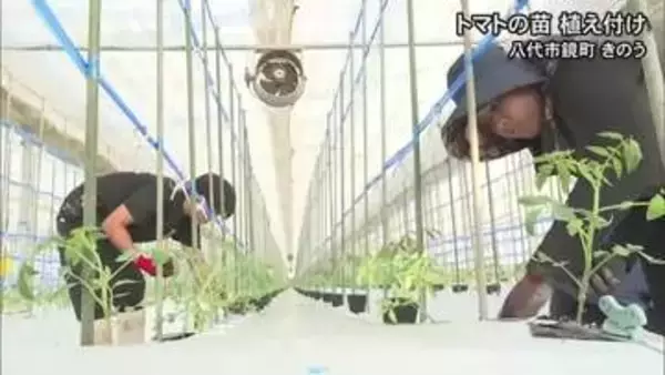 「おいしいトマトを全国の皆さんに届けたい」八代市鏡町で苗の植え付け【令和8年熊本地震】