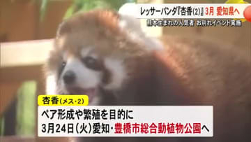 熊本市動植物園の人気者　レッサーパンダの杏香が３月に愛知・豊橋市へ