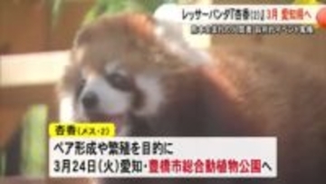 熊本市動植物園の人気者　レッサーパンダの杏香が３月に愛知・豊橋市へ