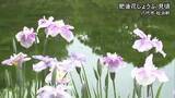 「松浜軒の肥後花しょうぶ 見頃／八代市【熊本】」の画像1