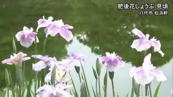 松浜軒の肥後花しょうぶ 見頃／八代市【熊本】