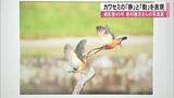 「カワセミの「静」と「動」を表現　熊本市で写真展」の画像1