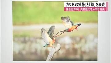 カワセミの「静」と「動」を表現　熊本市で写真展