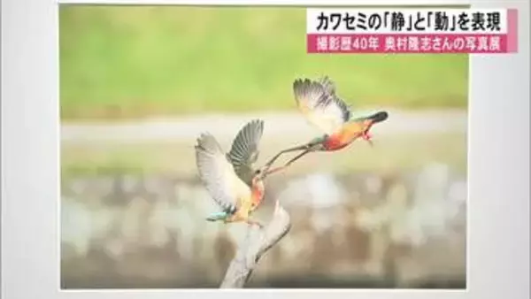 カワセミの「静」と「動」を表現　熊本市で写真展