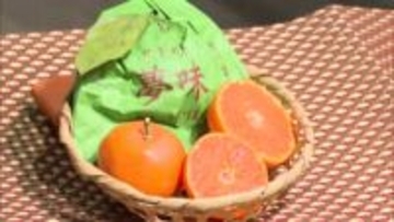 「玉太りもよく、甘くておいしい」　『越冬袋かけみかん』出荷始まる【熊本】