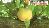 「震度7を耐えた氷川町の吉野梨　「希望の梨」ネット販売で被災地支援　農家同士が助け合いの輪　【令和８年熊本地震】」の画像1