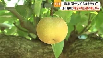 震度7を耐えた氷川町の吉野梨　「希望の梨」ネット販売で被災地支援　農家同士が助け合いの輪　【令和８年熊本地震】