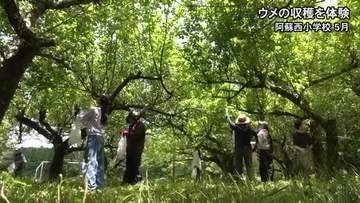 「梅干しにして、ごはんと一緒に食べたい」小学生がウメの収穫【熊本】