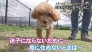 『熊本地震１０年 あの日を忘れない』災害からペットを守るためには