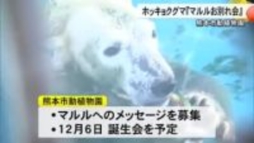 熊本市動植物園のホッキョクグマ・マルルお別れ会【熊本】