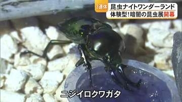 御船町恐竜博物館で『昆虫ナイトワンダーランド体験型！暗闇の昆虫展』開幕【熊本】