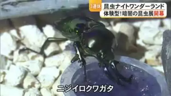 御船町恐竜博物館で『昆虫ナイトワンダーランド体験型！暗闇の昆虫展』開幕【熊本】