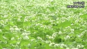 白い小さな花　阿蘇市波野でソバの花咲く　ススキも姿見せる【熊本】
