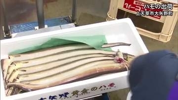 「今年も丸々と太って」夏の高級魚 ハモの出荷が最盛期【熊本】