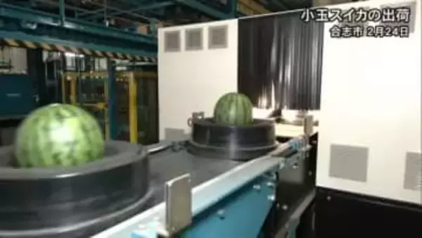 「例年より甘いスイカに」ＪＡ菊池で小玉スイカ出荷【熊本】