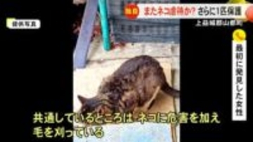 続報・山都町でネコ虐待か　けがをしたネコを新たに保護【熊本】