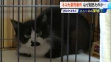 「大丈夫」信じた結果…動物愛護団体の女による150匹以上のネコ大量死「かわいそうな命を助けたい」の裏に『くまもとニュースの深層』【熊本発】