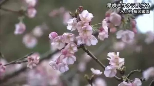 水上村では早咲きのサクラが見頃【熊本】
