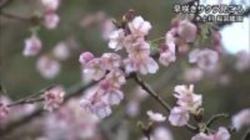 水上村では早咲きのサクラが見頃【熊本】