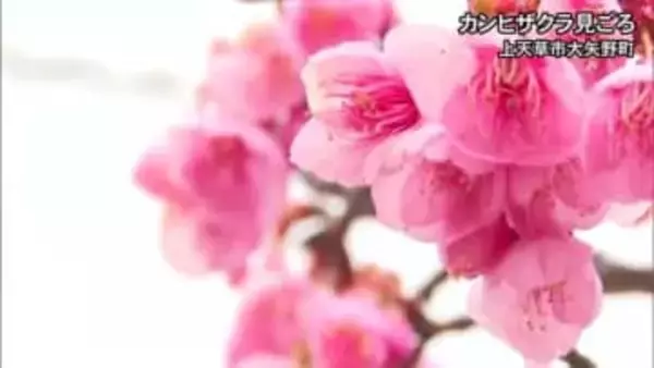 上天草市で『カンヒザクラ』が見頃【熊本】