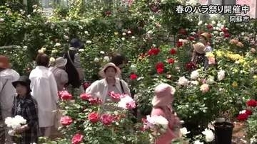 『春のバラまつり』開催中　ＡＳＯ ＭＩＬＫ ＦＡＣＴＯＲＹ（阿蘇市）【熊本】