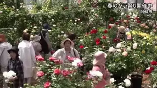 『春のバラまつり』開催中　ＡＳＯ ＭＩＬＫ ＦＡＣＴＯＲＹ（阿蘇市）【熊本】