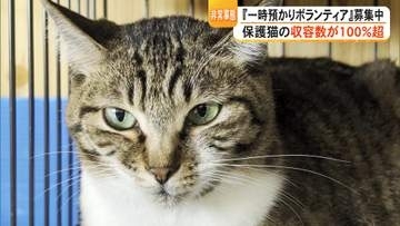 【非常事態】保護猫の収容数が100％超　多頭飼育崩壊に春に生まれた子猫が『捨て猫』に　一時預かりボランティアを募集中【熊本発】