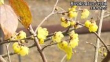 『ロウバイ』黄色い花が見頃 天草市の西の久保公園【熊本】