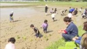 園児たちがアフリカ支援米を田植え【熊本】
