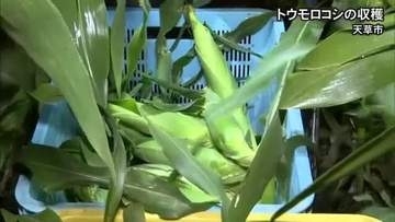 天草市五和町にある原田農園でトウモロコシの収穫【熊本】