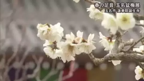 春の足音　玉名盆梅展始まる【熊本】