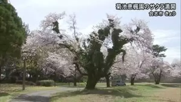 国立療養所菊池恵楓園でサクラが満開【熊本】