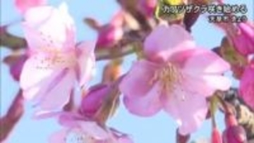 天草市で早咲きのサクラ カワヅザクラ咲き始める【熊本】