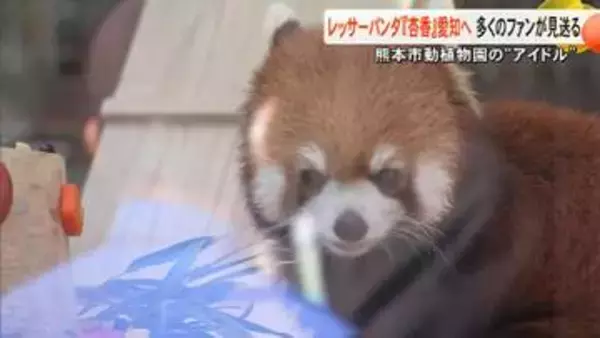 「遠くに行っても…」レッサーパンダの『杏香』がお引越し　熊本市動植物園から豊橋総合動植物公園へ【熊本発】