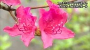 上天草市でアマクサミツバツツジが見ごろ【熊本】