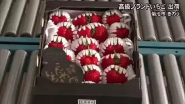 大粒で甘ーい高級ブランドいちご　『 糖蜜使用のこだわりいちご』出荷最盛期【熊本】