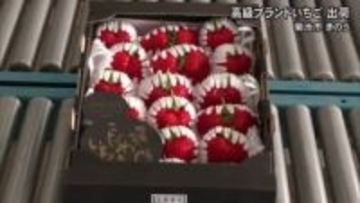 大粒で甘ーい高級ブランドいちご　『 糖蜜使用のこだわりいちご』出荷最盛期【熊本】