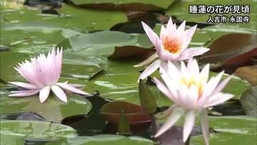 人吉市の永国寺で睡蓮（スイレン）の花が見頃【熊本】