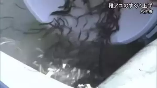 八代地方の春の風物詩、稚鮎すくい【熊本】