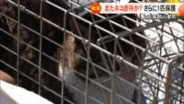 【続報】熊本・山都町でやけどを負い毛を切られたネコが見つかる　１カ月以内に同様の被害のネコが3匹に【熊本発】