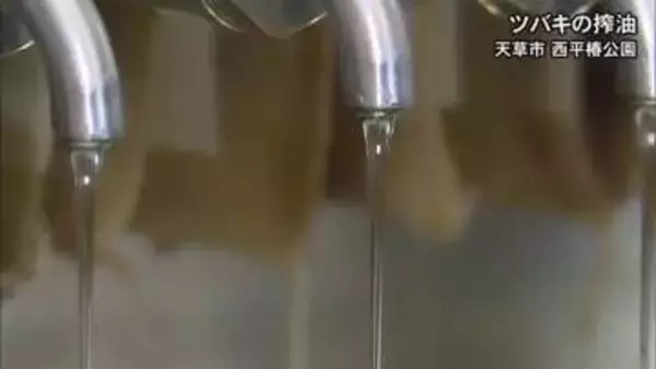 天草市でツバキの実から油を搾る作業【熊本】