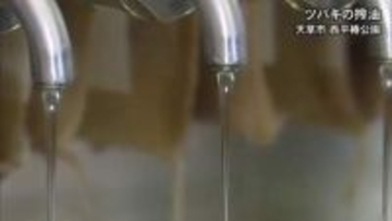 天草市でツバキの実から油を搾る作業【熊本】