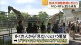 「こどもの日　動植物園にぎわう 小中学生は入園無料　マサイキリン『心夏』も成長【熊本】」の画像1