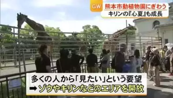 こどもの日　動植物園にぎわう 小中学生は入園無料　マサイキリン『心夏』も成長【熊本】