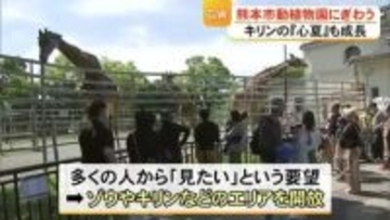 こどもの日　動植物園にぎわう 小中学生は入園無料　マサイキリン『心夏』も成長【熊本】