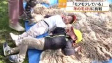 南小国町の子どもたちが羊の毛刈りに挑戦【熊本】