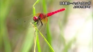 日本最小のトンボ…ハッチョウトンボ飛び交う　上天草市姫戸町【熊本】