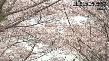 毎年にぎわう〈桜のトンネル〉　ＪＲ肥薩線沿線の桜並木【熊本】